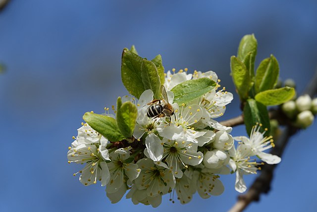 Article : Forçage génétique sur les insectes : vers un dérèglement de la biodiversité ?